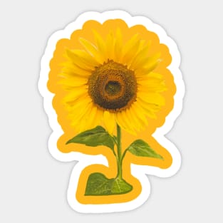 sunflower Sticker